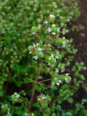 Origanum majorana.